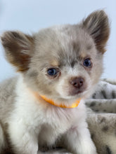 Laden Sie das Bild in den Galerie-Viewer, Mini Halsband - Puppy Collar - für kleine Vierbeiner und Welpen