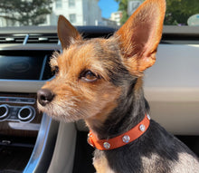 Laden Sie das Bild in den Galerie-Viewer, Ottos Puppy Set - Halsband & Leine im Set - für kleine Vierbeiner und Welpen