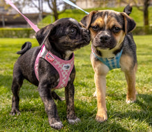 Laden Sie das Bild in den Galerie-Viewer, Welpen Harness Set mit Leine in zwei Farben
